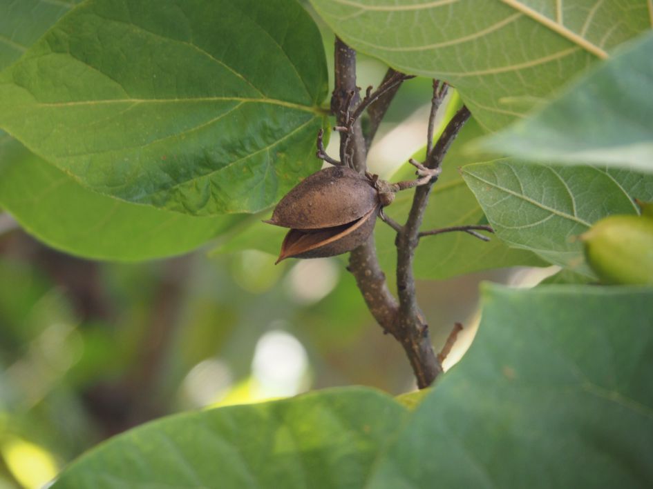 Boom, gezien in West-Duitsland
